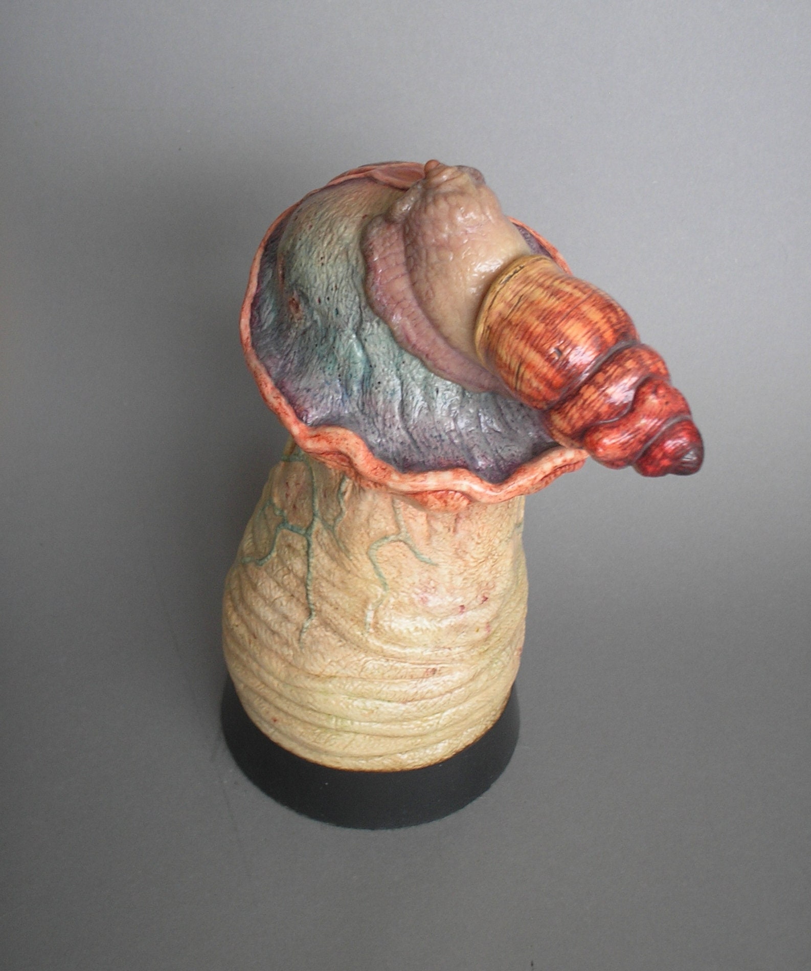snail penis snail penis