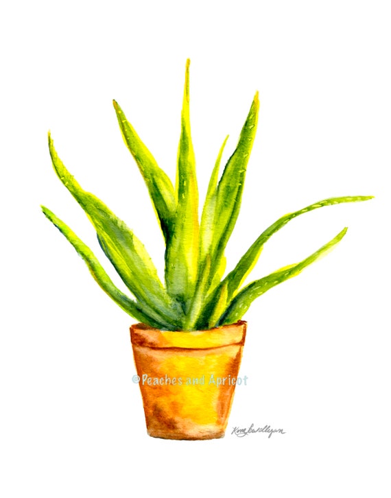 patanjali saundarya aloe vera gel Patanjali Saundarya Aloe Vera Gel 150ml  ZEVIKA HEALTH