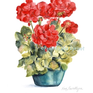 May include: Watercolor painting of a red geranium plant in a teal pot. The plant has lush green leaves and is in full bloom. The painting is signed "Kim Jewellyan" and includes the text "Peaches and Apricot".