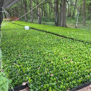 Pode incluir: Fileiras de pequenas plantas verdes em bandejas pretas sob uma estrutura protetora com teto de malha. As plantas est&atilde;o densamente compactadas, criando uma paisagem verde exuberante. O fundo mostra uma floresta com &aacute;rvores altas.