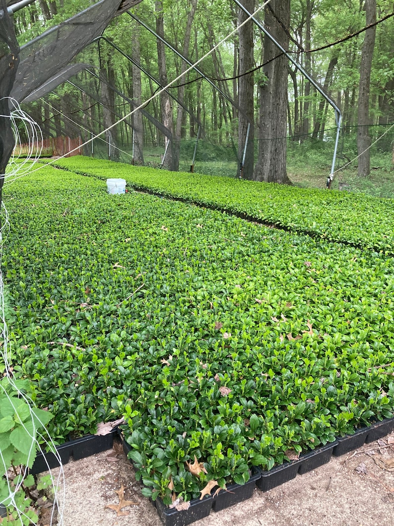 Pode incluir: Fileiras de pequenas plantas verdes em bandejas pretas sob uma estrutura protetora com teto de malha. As plantas est&atilde;o densamente compactadas, criando uma paisagem verde exuberante. O fundo mostra uma floresta com &aacute;rvores altas.