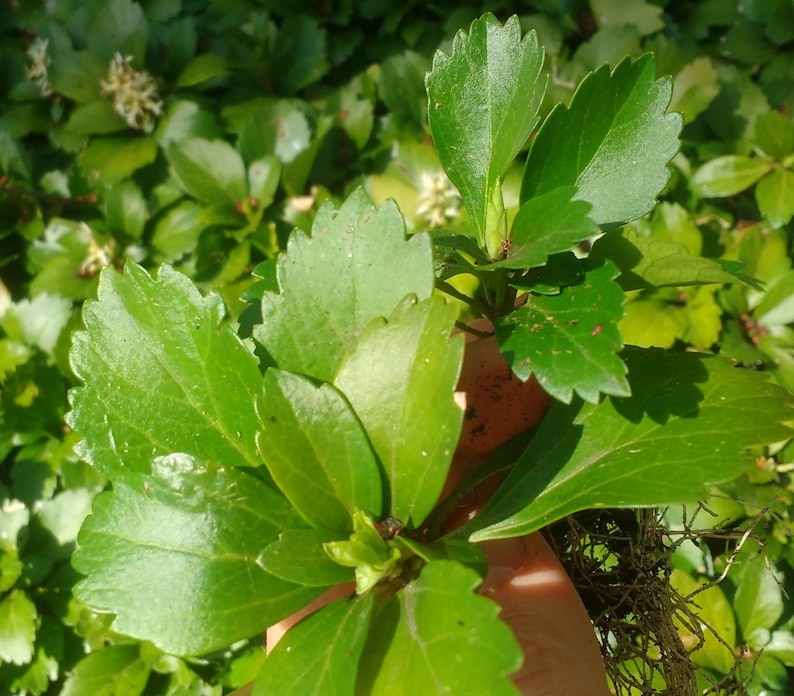 Pode incluir: Close-up de folhagem verde vibrante com bordas serrilhadas. As folhas s&atilde;o brilhantes e parecem saud&aacute;veis, com pequenas flores brancas ao fundo. A imagem &eacute; bem iluminada, destacando as texturas e cores naturais da planta.