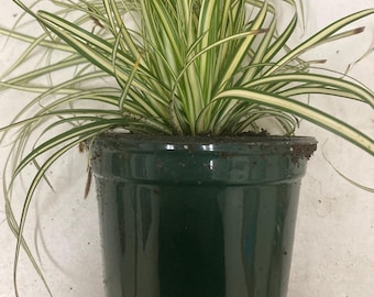 Evergold Japanese Sedge Grass - 1 Plant