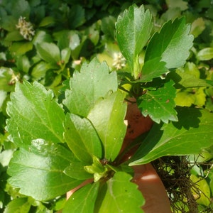 May include: Close-up of a green leafy plant with serrated edges. The plant has a few small white flowers.