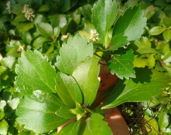 Bare-Root Pachysandra