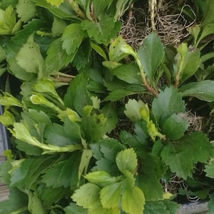 Pode incluir: Close-up de uma cole&ccedil;&atilde;o de plantas de folhas verdes. As folhas variam em tons de verde, com algumas mostrando tons verde-amarelados mais claros. Os caules e ra&iacute;zes das plantas s&atilde;o vis&iacute;veis, sugerindo um tema natural e org&acirc;nico.