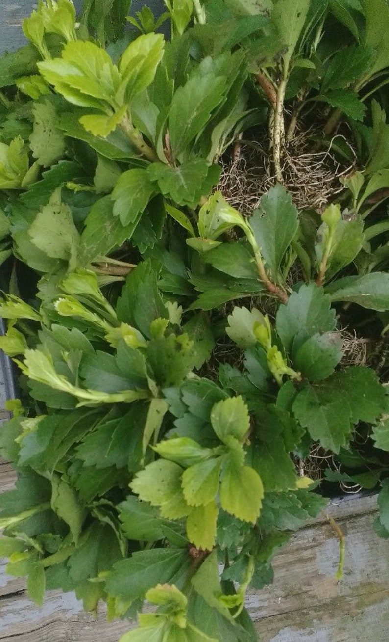 Pode incluir: Close-up de uma cole&ccedil;&atilde;o de plantas de folhas verdes. As folhas variam em tons de verde, com algumas mostrando tons verde-amarelados mais claros. Os caules e ra&iacute;zes das plantas s&atilde;o vis&iacute;veis, sugerindo um tema natural e org&acirc;nico.