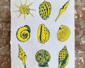 Shell Study Print
