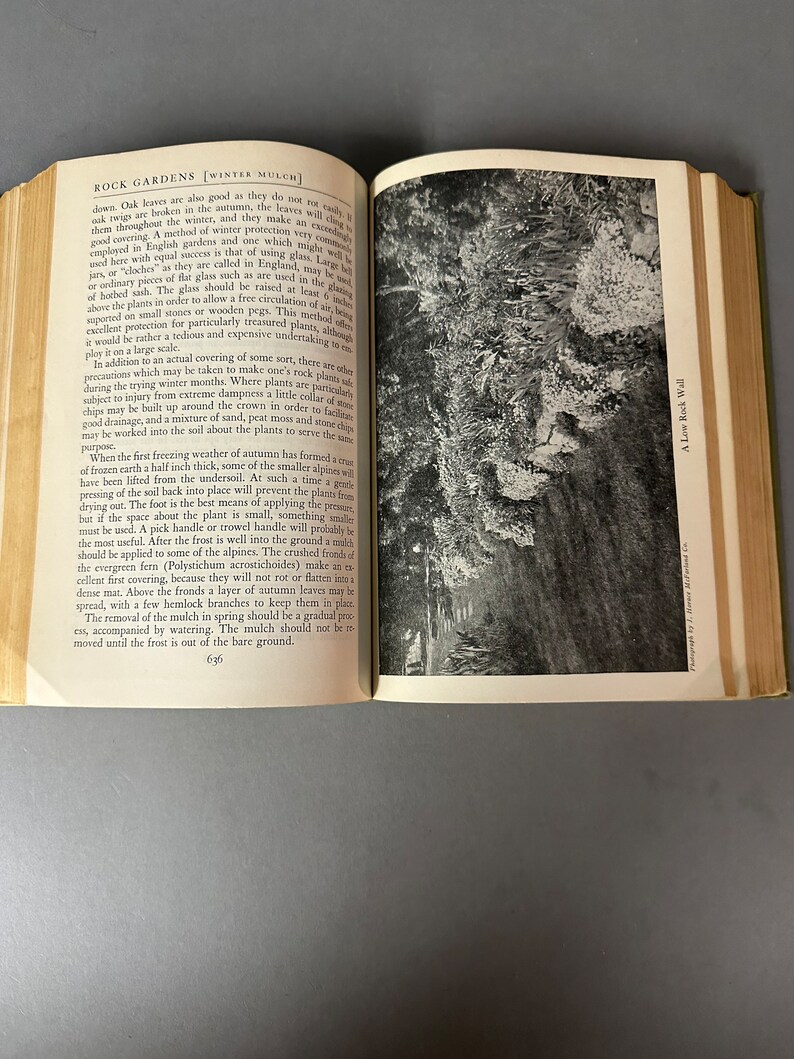 May include: A black and white photo of a rock garden wall with a lush green plant growing on the wall. The text "A Low Rock Wall" is printed in the bottom right corner of the image.