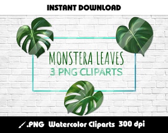 Imágenes prediseñadas digitales PNG de follaje de Monstera pintadas a mano para manualidades DIY