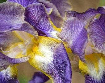 Blue Yellow Iris Flower, Floral Wall Art - Photo Print, Canvas Art, Metal Print - Abstract Art, Large Wall Art, Abstract Photography