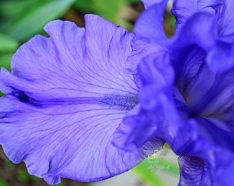 Blue Iris Flower Wall Art - Photo Print, Canvas Art, Metal Print - Abstract Photography, Large Wall Art - Abstract Floral Art, Iris Wall Art