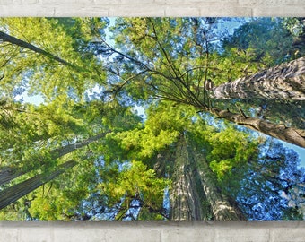 Redwood Tree Art, California Redwoods - Abstract Photography, Photo Print, Canvas Art, Metal Print - Abstract Tree Art, Tree Wall Art, Large