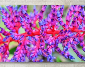 Purple Bromeliad Flower Wall Art - Photo Print, Canvas Art, Metal Print, Abstract Photography, Abstract Floral Wall Art, Large Wall Art