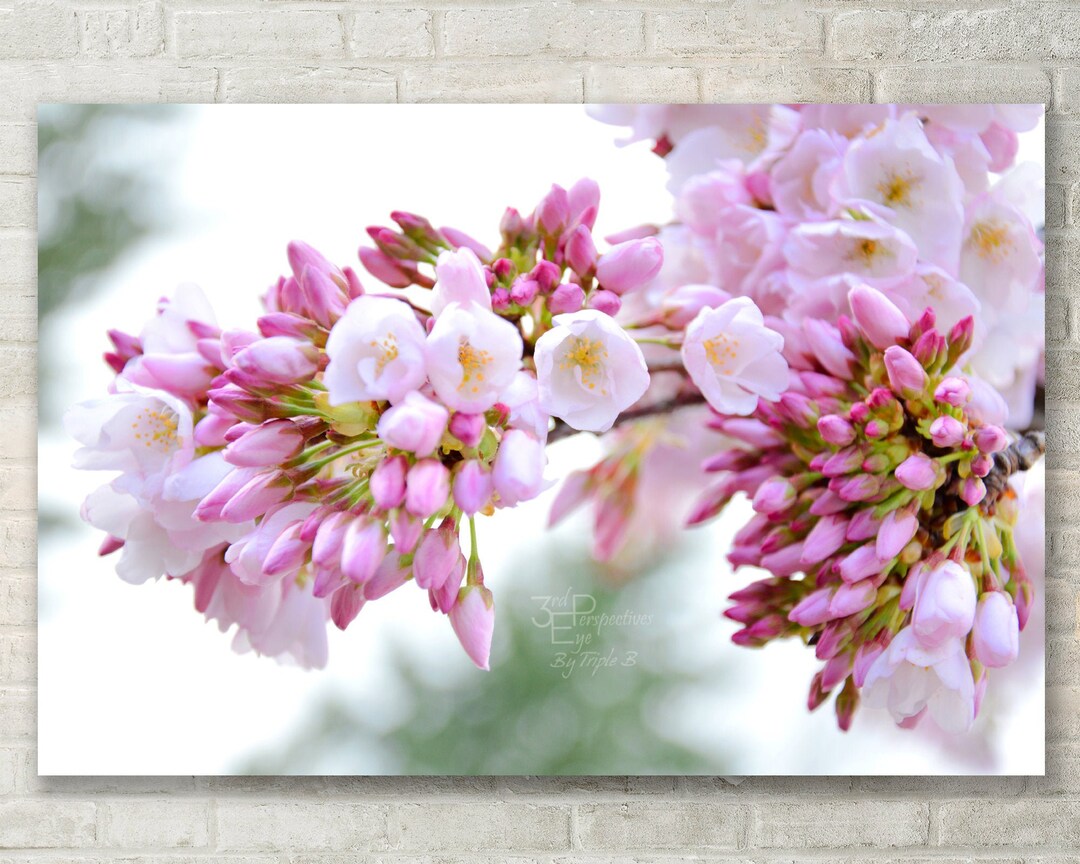 Pink Cherry Blossom Photo Print: Abstract Floral Wall Art - Mindful Art ...