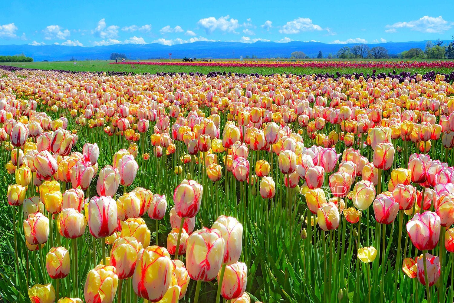 Tulip Field Nature Wall Art Canvas Metal Print Photo Print Etsy