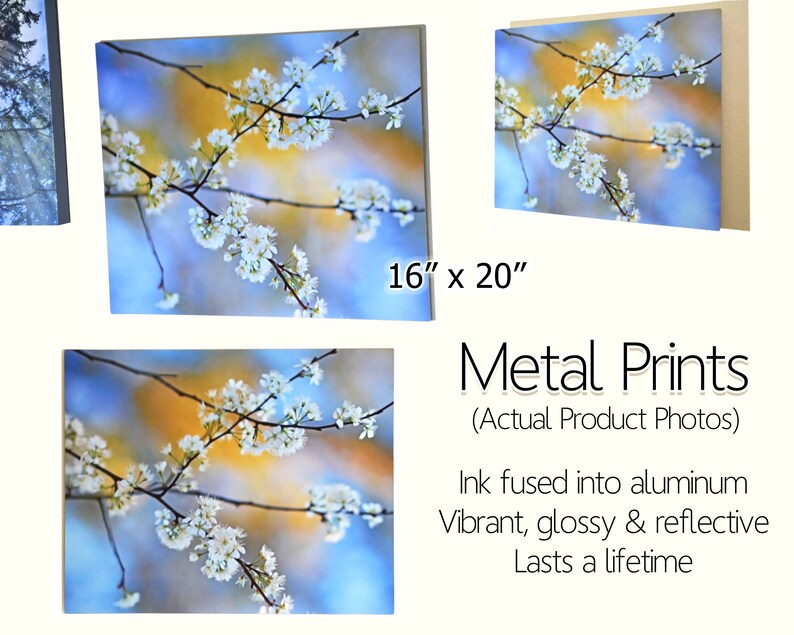 Cherry Tree Blossom Metal Wall Art Canvas Gallery Wrapped Wood Prints Fine Flower Photography Collectibles Color Leadcampus Org - Cherry Blossom Metal Wall Decor