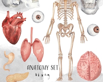 Watercolor Anatomy Clipart Human body organs Digestive System Download Educational Medical Teachers supplies Halloween 14 png Skeleton Skull