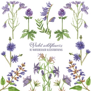Aquarela violeta flores silvestres clipart Campo flores do prado Flores prensadas png Cartão de convite de casamento Natureza gráficos em aquarela Herbarium 10