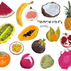 Fruits exotiques tropicaux clipart illustrations de nourriture png Téléchargement numérique livre de cuisine recette cuisine planificateur fichier coupe ananas dragon pastèque