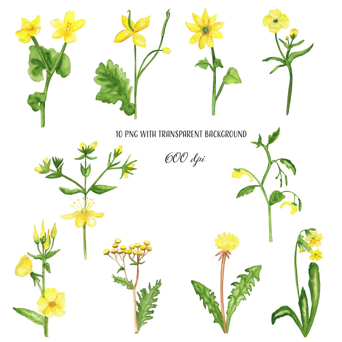 Watercolor Wildflowers Clipart Yellow Wildflowers Botanical Etsy