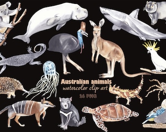 Clipart di animali australiani ad acquerello: canguro, koala, squalo (16 PNG)
