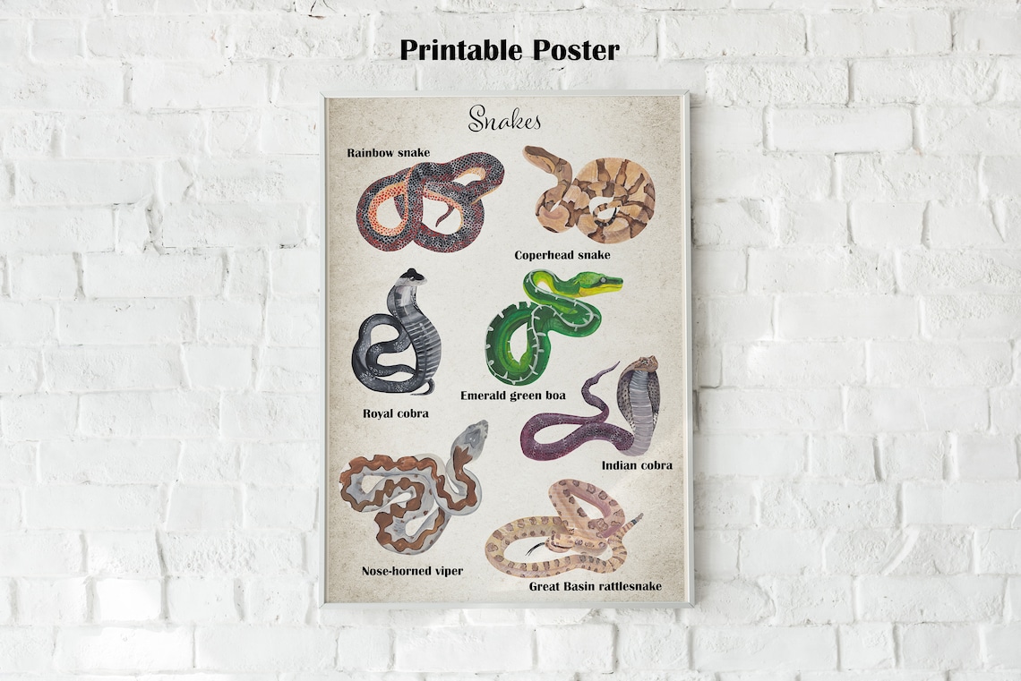 Snake Poster Printable Educational Wall Decor Colorful Gouache