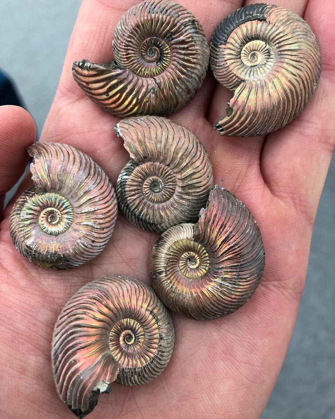 Сollectible Pyrite Ammonites Quenstedtoceras | Middle Jurassic (Upper…