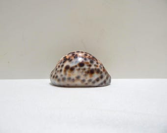 Tiger Cowrie Cypraea Tigris Leopard Pattern Seashell Shell