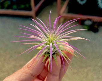 Ionantha Lavender Air Plant - Easy Care Tillandsia