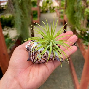 May include: A small air plant, with long green leaves, growing in a brown and white seashell.