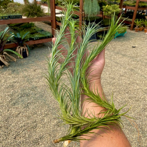 Araujei Closed Form AKA “Snake Air Plant” - can grow to be 2ft long!