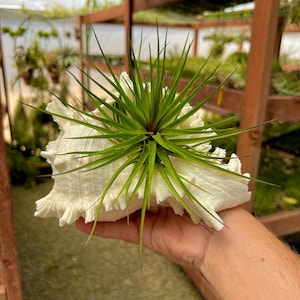 May include: A green air plant in a white seashell. The air plant is a type of bromeliad that does not need soil to grow.