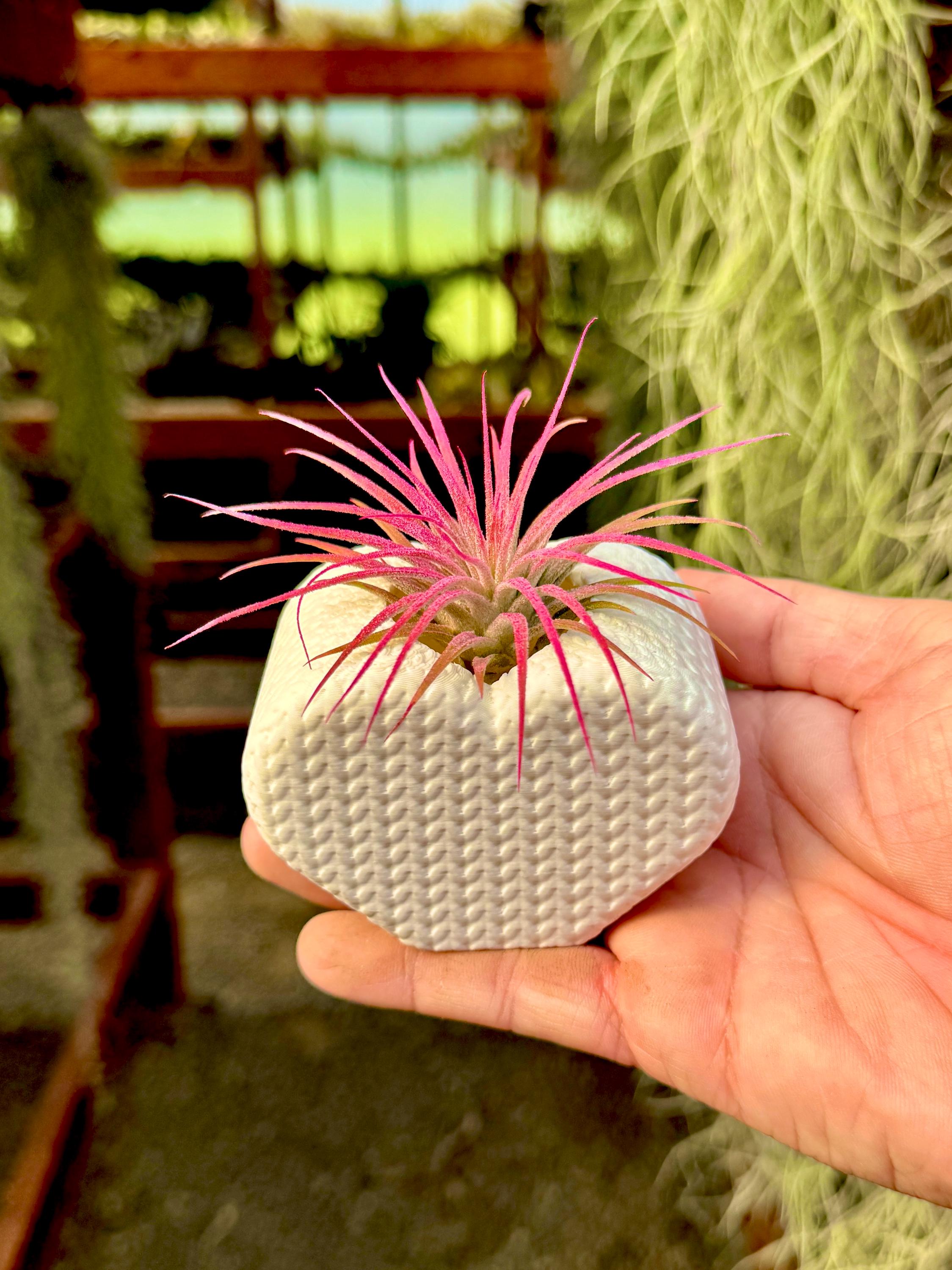White Heart Air Plant Display *INCLUDES PLANT* Baby Shower ...