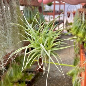 May include: A close-up of a Tillandsia plant, also known as an air plant, with long, slender, green and white leaves. The plant is suspended by a thin green wire. Other plants are visible in the background.