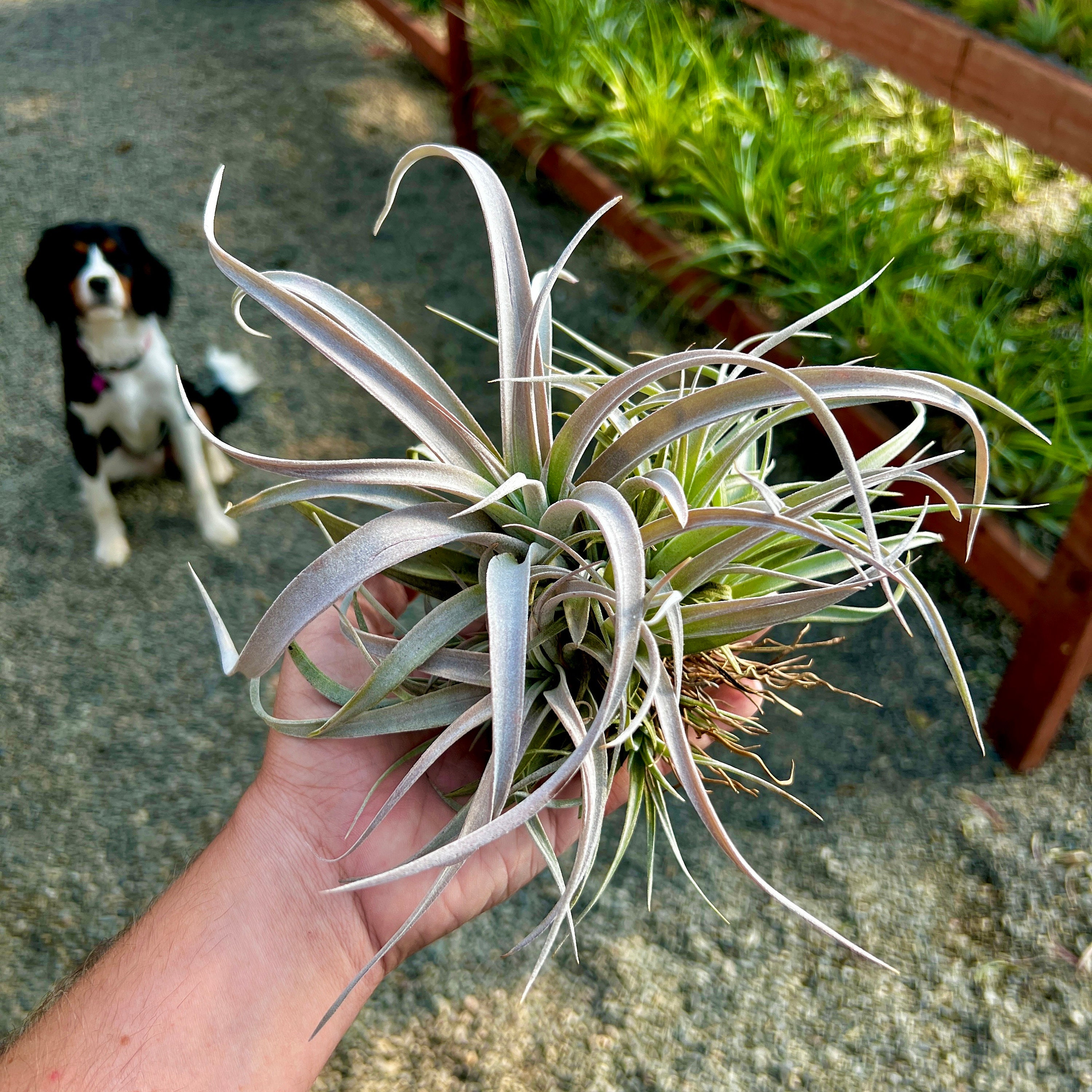 エアプランツ チランジア 希少‼️ スーパースティーブピンク size特大 エアプランツ チランジア 希少‼️ スーパースティーブピンク size特大