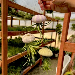 May include: Three air plants hanging from a wire frame. The plants are in white, purple, and green sea urchin shells. The shells are hanging from a wooden shelf.