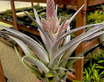XL Chiapensis Giant Form Air Plant *Not currently in bloom*
