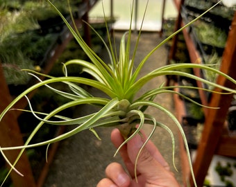 Starburst Air Plant * Produit de beaux jaune et rouge lorsqu'il est en fleurs *