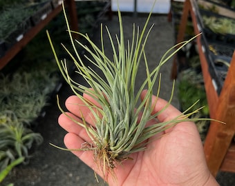 Hammeri Air Plant *Makes Lots Of Pups!*