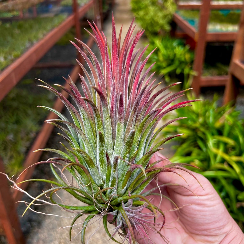 Ionantha Curly Giant Air Plant Several Sizes Available Large