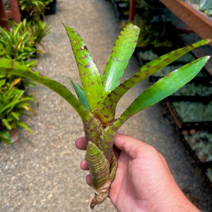 Assorted Neoregelia *Can Be Grown As An Air Plant Or Planted In Media!*