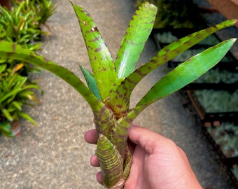 Assortiment de Neoregelia *Peut être cultivé comme plante aérienne ou planté dans un support !*