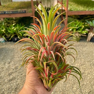 Ionantha Curly Giant Air Plant Several Sizes Available Giant