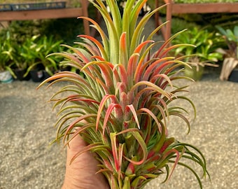 Ionantha Curly Giant Air Plant *Several Sizes Available!*