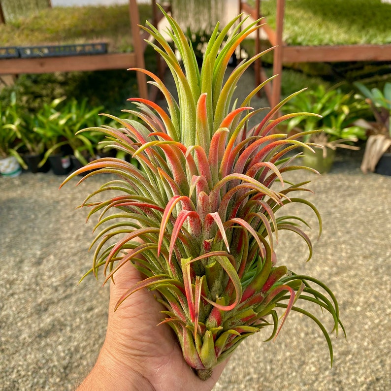 Ionantha Curly Giant Air Plant Several Sizes Available Giant