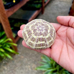 May include: A sea urchin shell with a detailed pattern of small bumps and geometric shapes. The shell is primarily a light purple color with white and yellow accents. The shell is round and held in a hand.