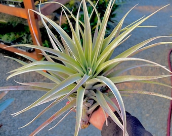 Capitata Salmon Air Plant *Amazing Shape*