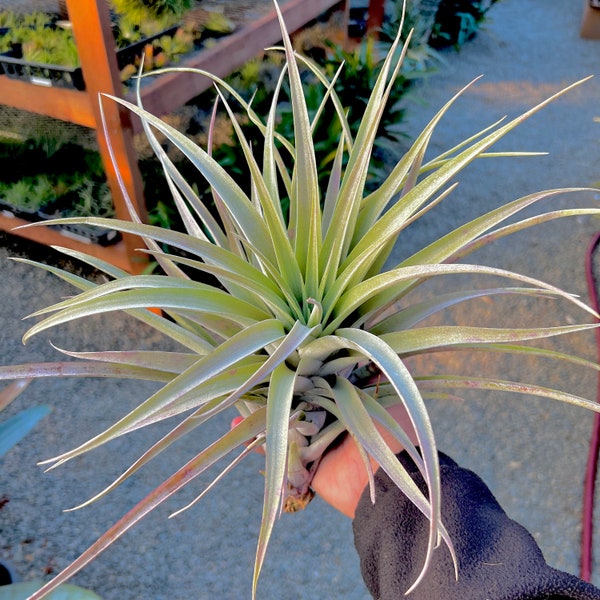 Capitata Salmon Air Plant *Amazing Shape*