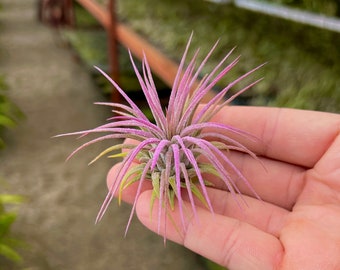 Ionantha Lavender Air Plant *CUTE!*